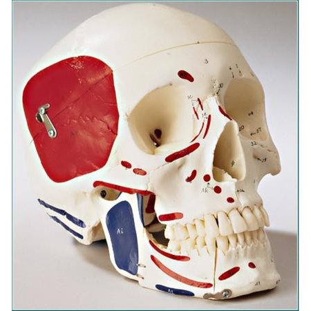 DENOYER-GEPPERT Anatomical Model, Prem Skull w/Painted & Numbered Muscles SK80PN